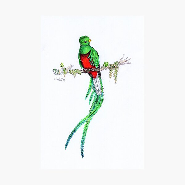 Resplendent Quetzal Photographic Print