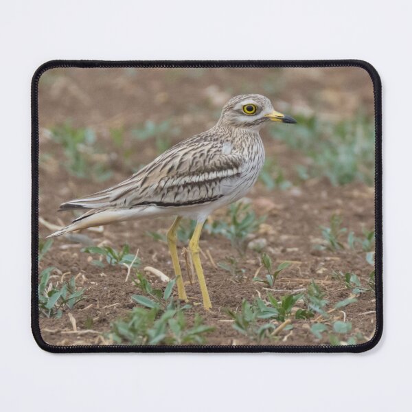 Item preview, Stone Curlew designed and sold by LaurenTucker.