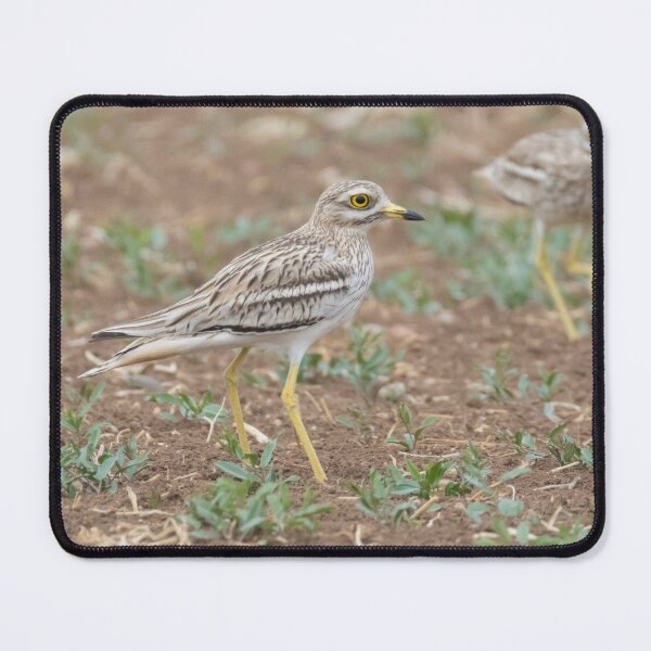 Item preview, Stone Curlew designed and sold by LaurenTucker.