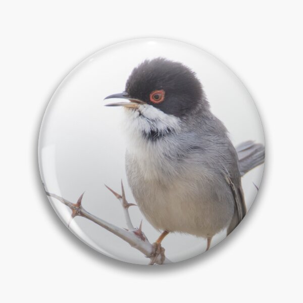Item preview, Sardinian Warbler designed and sold by LaurenTucker.