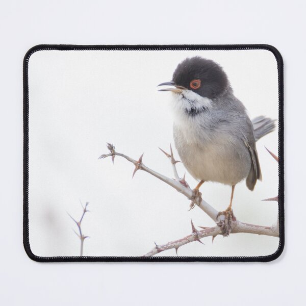 Item preview, Sardinian Warbler designed and sold by LaurenTucker.
