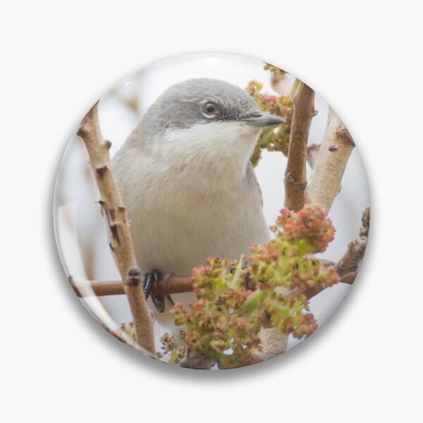 Item preview, Lesser Whitethroat designed and sold by LaurenTucker.