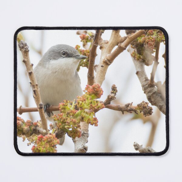 Item preview, Lesser Whitethroat designed and sold by LaurenTucker.