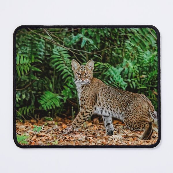 Item preview, Florida Bobcat designed and sold by Kay Brewer.