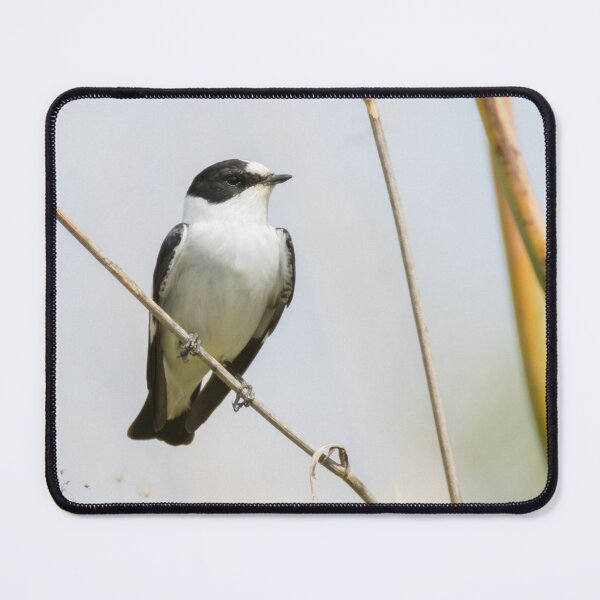 Item preview, Collared Flycatcher designed and sold by LaurenTucker.