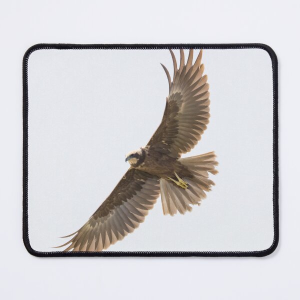 Item preview, Western Marsh Harrier designed and sold by LaurenTucker.