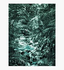 Pale Forest Stream Photographic Print