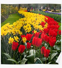 Tulip Curve Poster