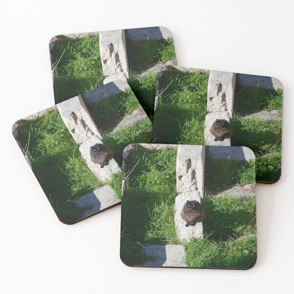 Item preview, Europe - Rome, cat in ruins designed and sold by Natasha Cusmanich.