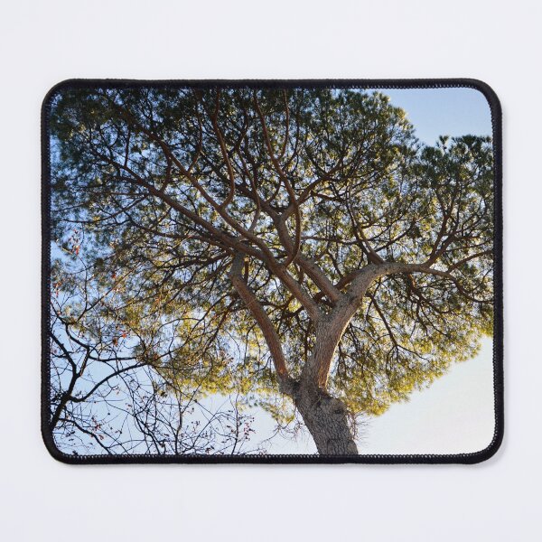 Item preview, Europe - Rome, Villa Borguese, Stone Pine designed and sold by Natasha Cusmanich.
