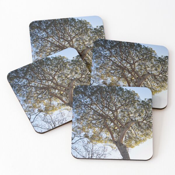 Item preview, Europe - Rome, Villa Borguese, Stone Pine designed and sold by Natasha Cusmanich.