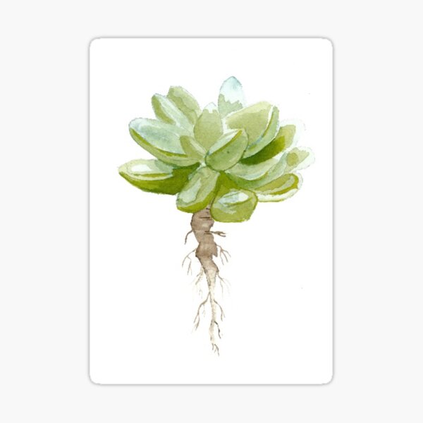 Rooted Succulent (white) Sticker
