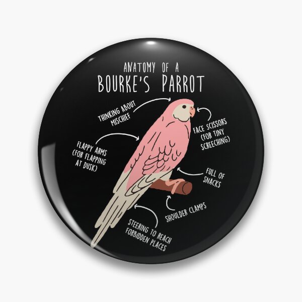Item preview, Bourke's Parrot Anatomy designed and sold by Clara Hollins.