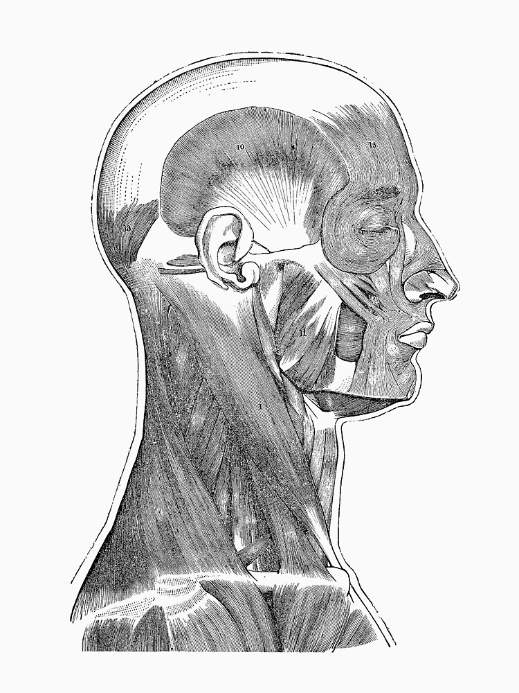 head and neck diagrams