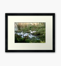 Wetlands Framed Print