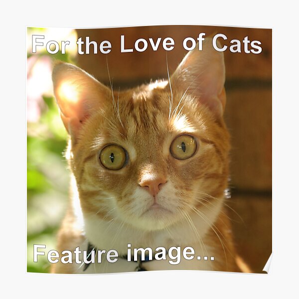 Angus - For the Love of Cats - Feature image Poster