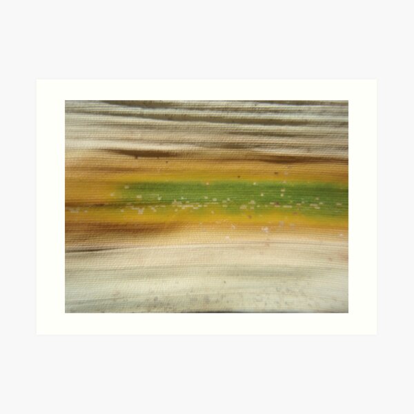 bamboo flag Art Print