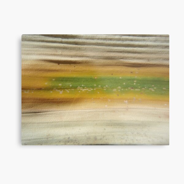 bamboo flag Metal Print