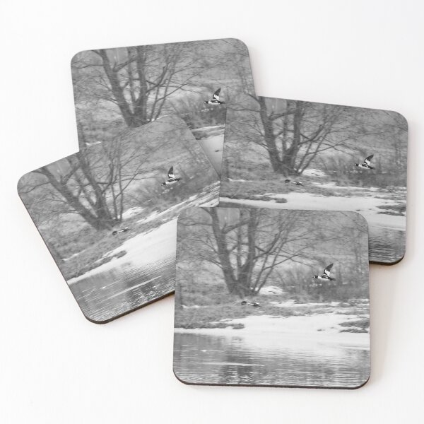 Item preview, Follow the beauty. Common goldeneye bw designed and sold by Jouko Lehto Photography.