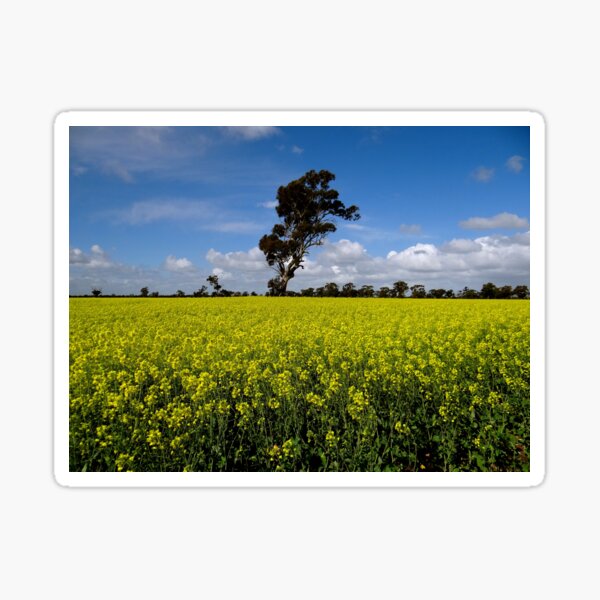 Item preview, Blue sky over Australian crops designed and sold by exploramum.