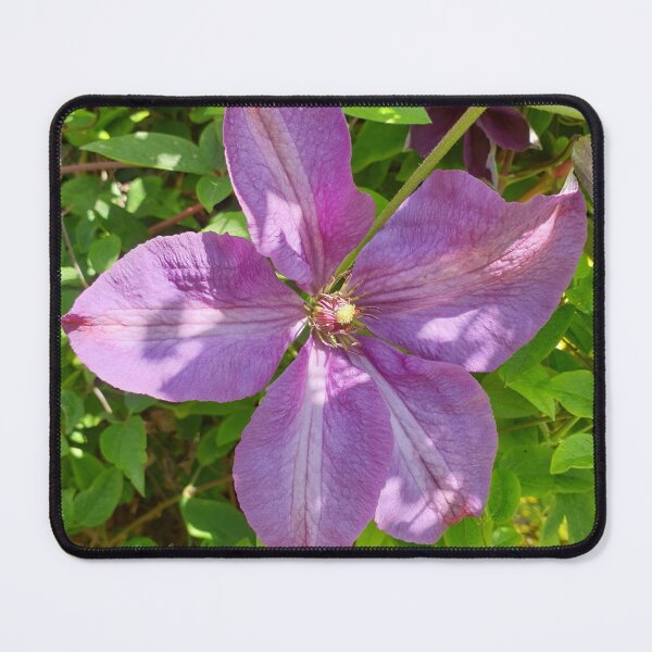 Item preview, Clematis designed and sold by amanda150771.