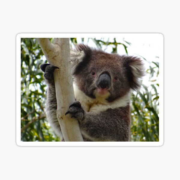 Item preview, Australian Koala up a eucalyptus tree 1 designed and sold by exploramum.