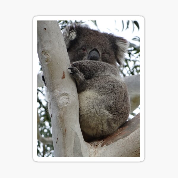 Item preview, Australian Koala up a eucalyptus tree sleeping designed and sold by exploramum.