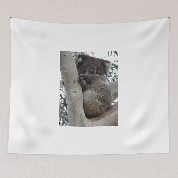 Item preview, Australian Koala up a eucalyptus tree sleeping designed and sold by exploramum.