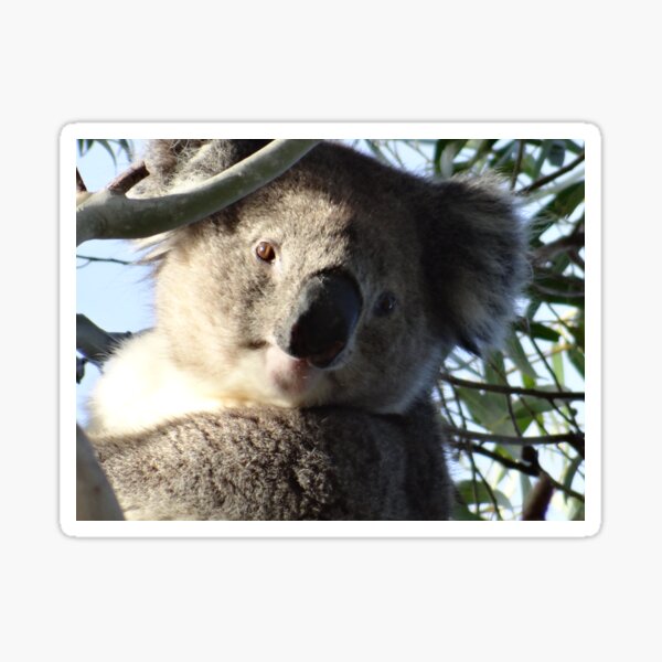 Item preview, Australian Koala up a eucalyptus tree looking at you designed and sold by exploramum.