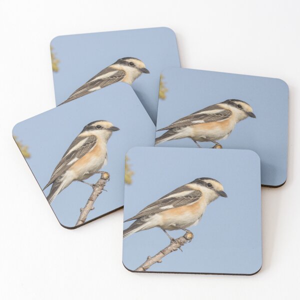 Item preview, Masked Shrike designed and sold by LaurenTucker.