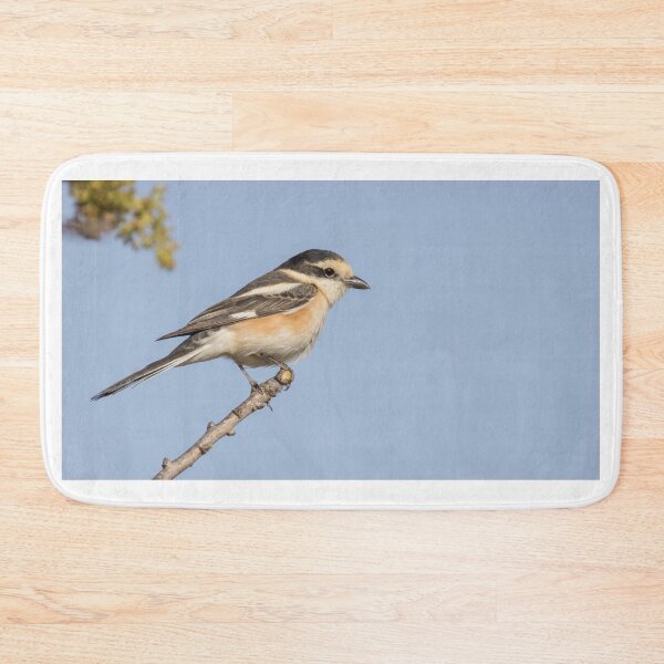 Item preview, Masked Shrike designed and sold by LaurenTucker.