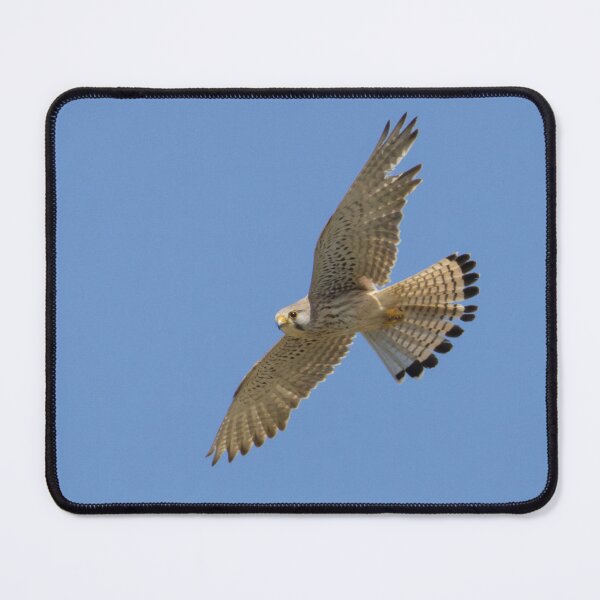 Item preview, Common Kestrel designed and sold by LaurenTucker.