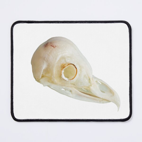 Item preview, Barn Owl skull designed and sold by Dalyndigital Photography.