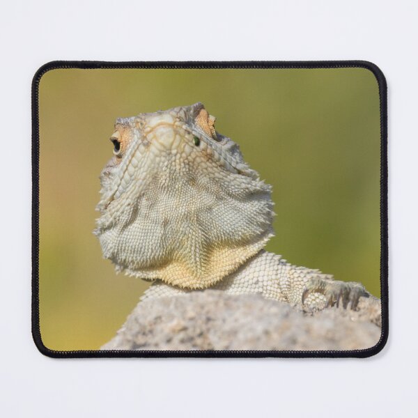 Item preview, Cyprus Rock Agama designed and sold by LaurenTucker.