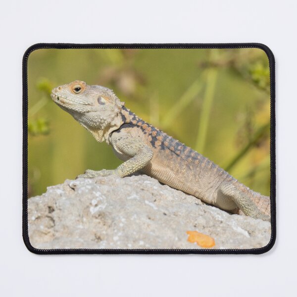 Item preview, Cyprus Rock Agama designed and sold by LaurenTucker.