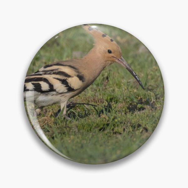 Item preview, Hoopoe designed and sold by LaurenTucker.
