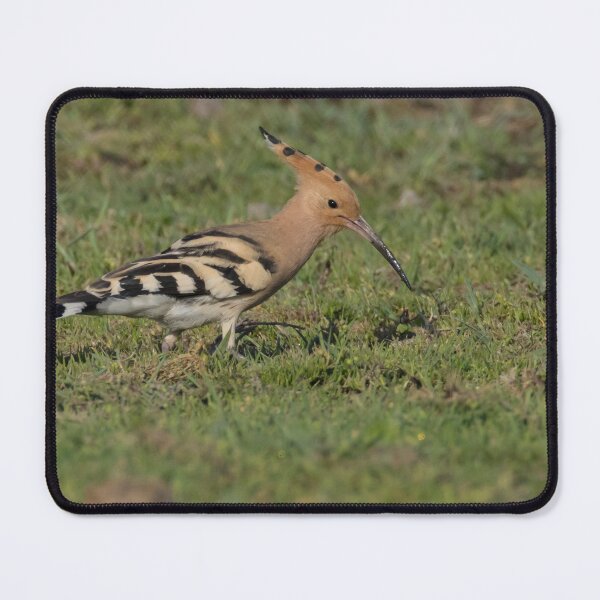 Item preview, Hoopoe designed and sold by LaurenTucker.