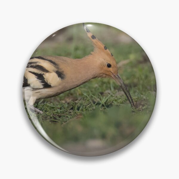 Item preview, Hoopoe designed and sold by LaurenTucker.