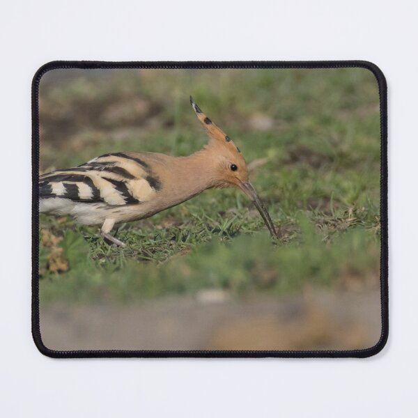 Item preview, Hoopoe designed and sold by LaurenTucker.
