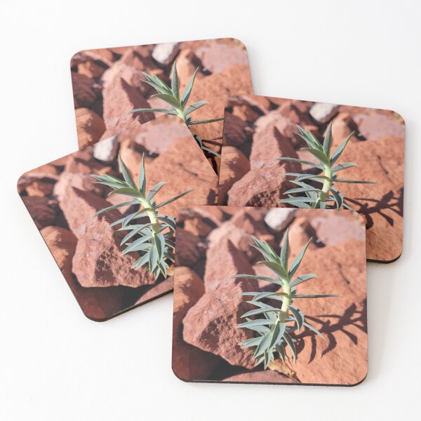 Item preview, A Bold Succulent under the Blazing Sun designed and sold by MtnAshMan.