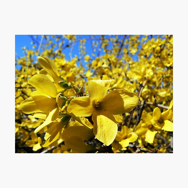 Yellow flowers in bloom Photographic Print