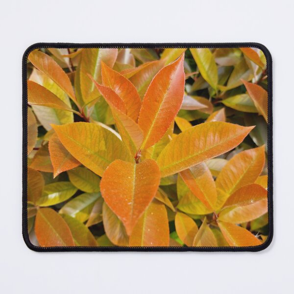Item preview, Photinia, Christmas Berry, Fresh Spring Leaves designed and sold by Gaboro.