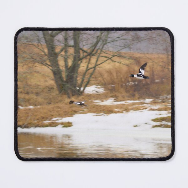 Item preview, Follow the beauty. Common goldeneye designed and sold by Jouko Lehto Photography.