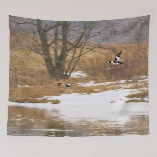 Item preview, Follow the beauty. Common goldeneye designed and sold by Jouko Lehto Photography.
