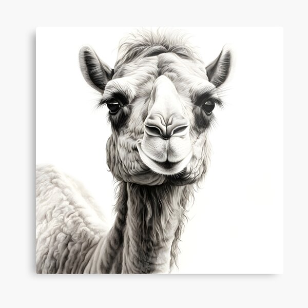 Item preview, Black and white Camel drawing designed and sold by Pencil-Art.