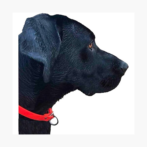 Item preview, Goose the black lab  designed and sold by OKyak.