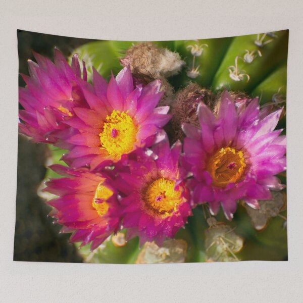 Item preview, Parodia cactus crassigibba designed and sold by Zina Stromberg.