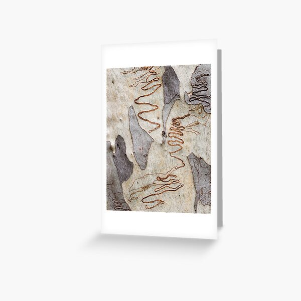 Scribbly Gum - Four Greeting Card