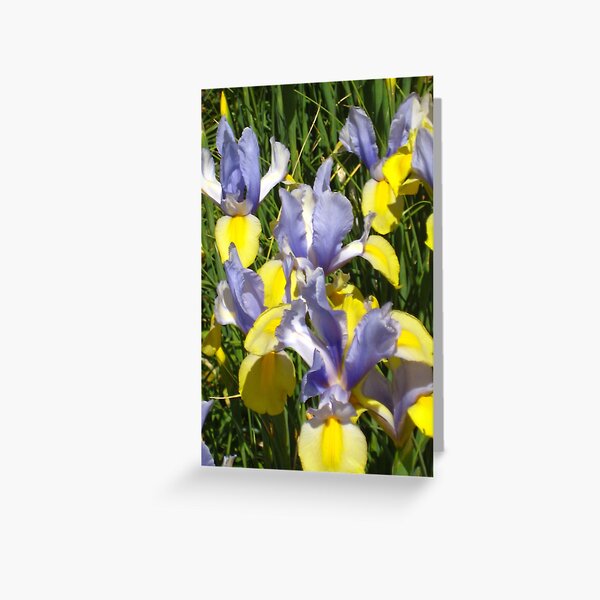 Item preview, Profusion of Purple and Yellow Dutch Iris  designed and sold by JoyousArt4u.