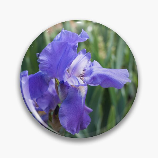 Item preview, Beautiful German Iris Bloom in Cobalt Blue designed and sold by Georgia Mizuleva.